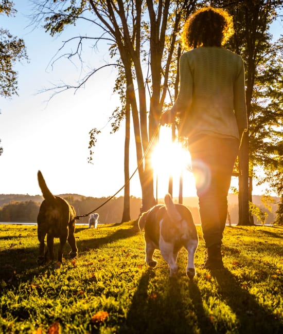 Resident walking pet near Auburn Townhomes in Auburn, California
