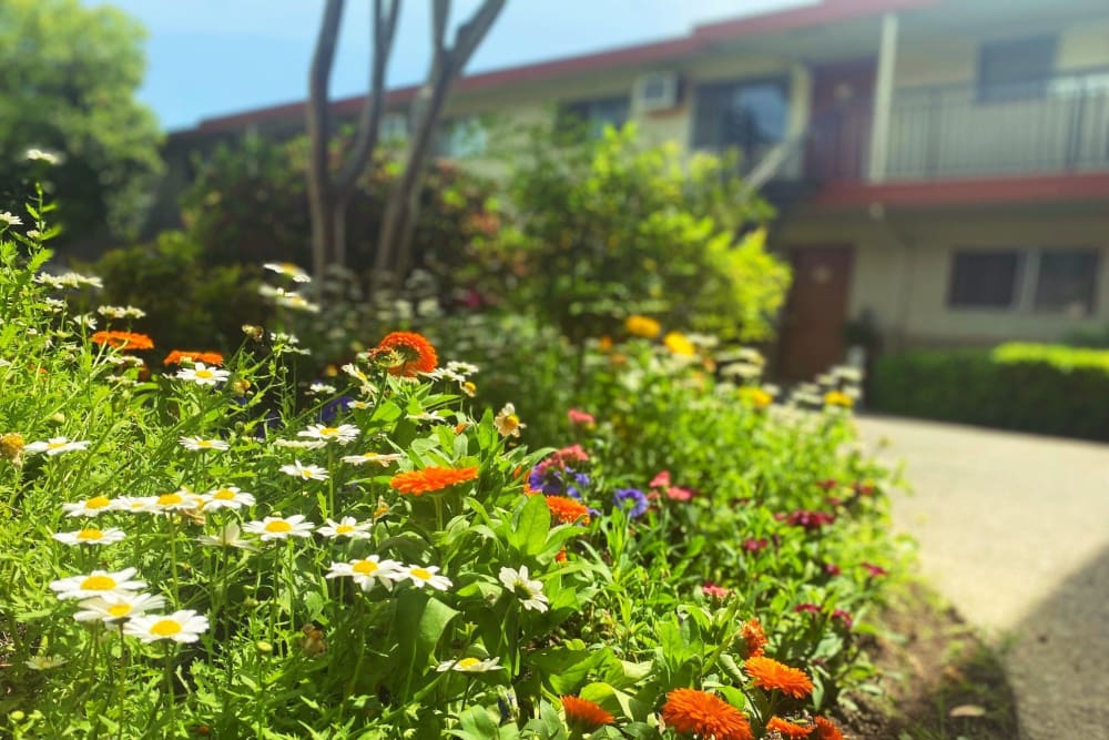 Beautiful landscaping at Corabel Lane Apartments in Sacramento, California