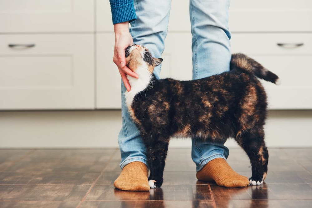 Happy resident with cat at San Juan Hills in Fair Oaks, California